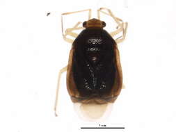 Image of Monalocoris americanus Wagner & Slater 1952