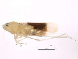 Plancia ëd Typhlocyba transviridis Christian 1953