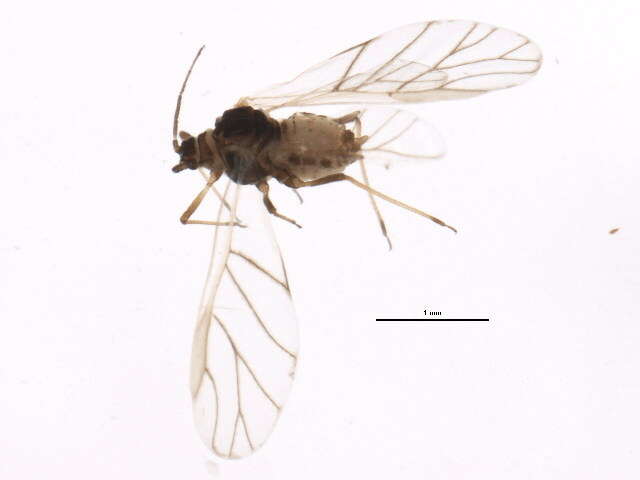 Image of Aphid