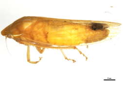 Image of Gyponana praelonga