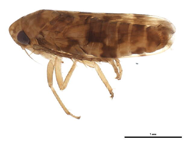 Image of <i>Xestocephalus fulvocapitatus</i>