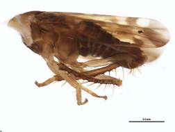 Image of <i>Xestocephalus fulvocapitatus</i>