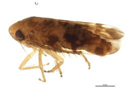 Image of <i>Xestocephalus fulvocapitatus</i>