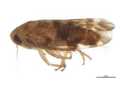 Image of <i>Xestocephalus fulvocapitatus</i>