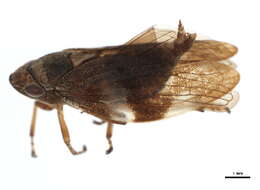 Image of European Alder Spittlebug