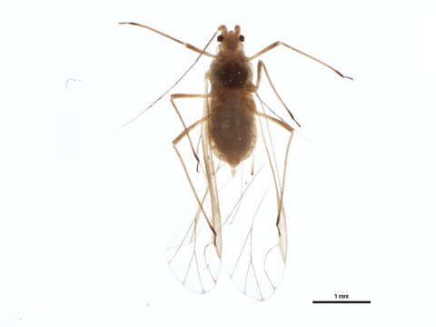 Image of Rose-Grass Aphid