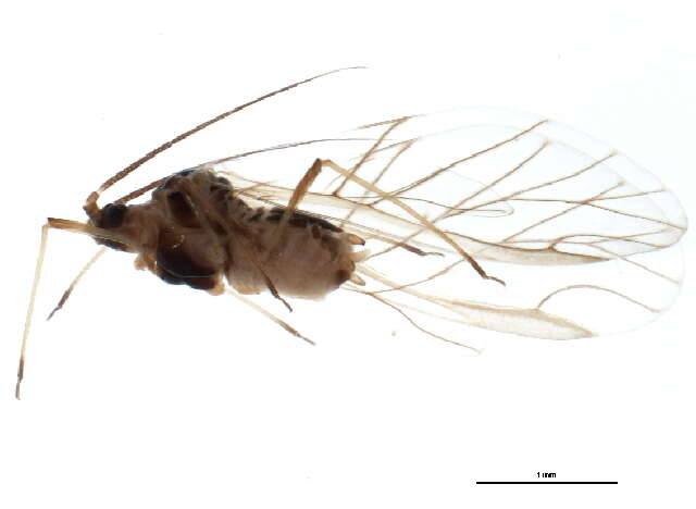 Image of Rhopalomyzus