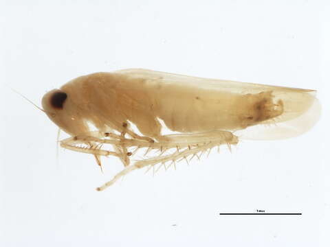 Image of Potato Leafhopper