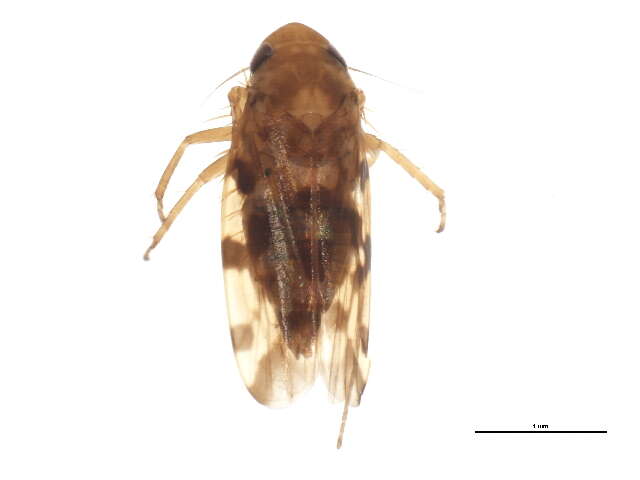 Image of <i>Xestocephalus fulvocapitatus</i>