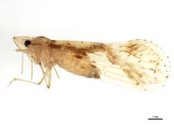 Image of Otiocerus wolfei