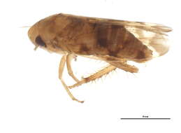 Image of <i>Xestocephalus fulvocapitatus</i>