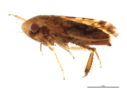 Image of <i>Xestocephalus fulvocapitatus</i>