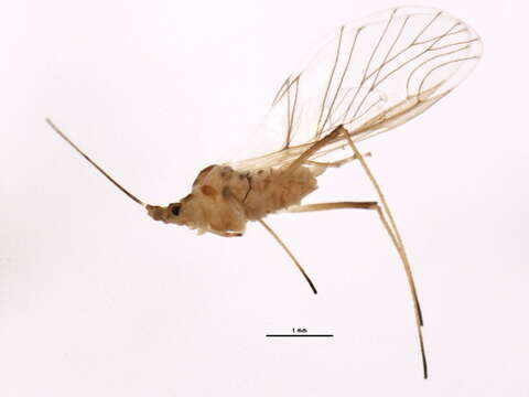 Image of Aphid