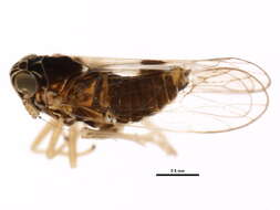 Delphacodes puella (Van Duzee 1897) resmi