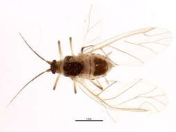 Image of Rhopalomyzus