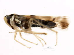 Image of Leafhopper