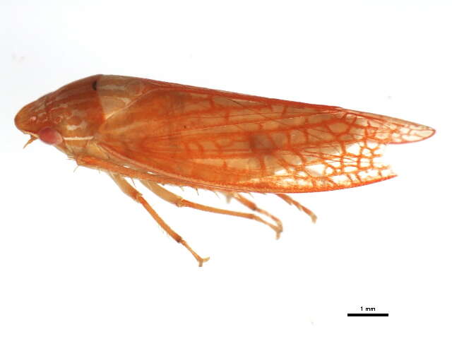 Image of Gyponana octolineata