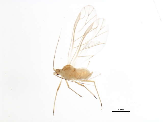 Image of Rose-Grass Aphid