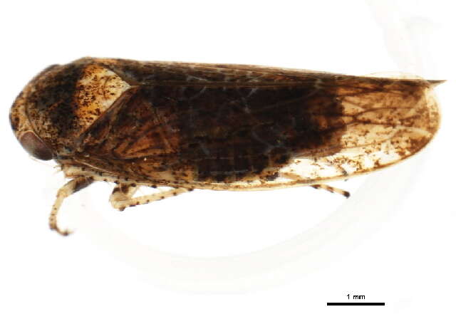 Image of Eutettix variabilis Hepner 1942