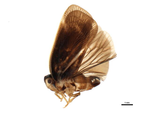 Image of Citrus Flatid Planthopper