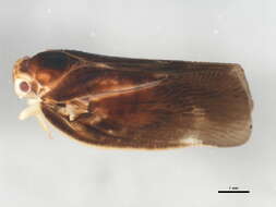 Image of Citrus Flatid Planthopper