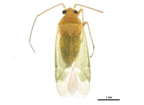 Image of Orthotylus flavosparsus (C. Sahlberg 1841)