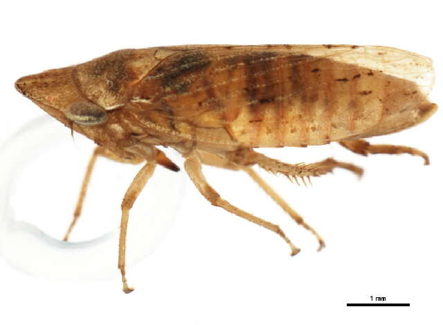 Image of <i>Aphrodes bicincta</i>