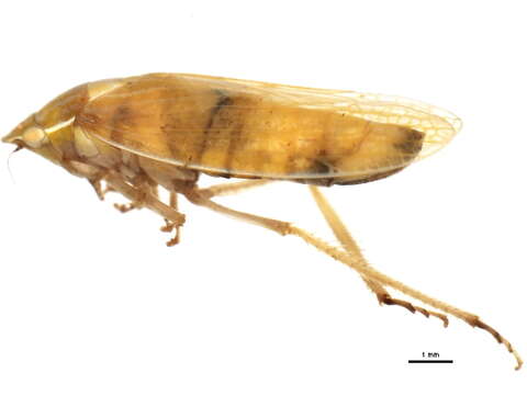 Image of Gyponana brevita