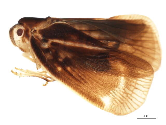 Image of Citrus Flatid Planthopper