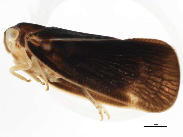 Image of Citrus Flatid Planthopper