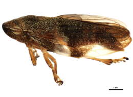 Image of European Alder Spittlebug