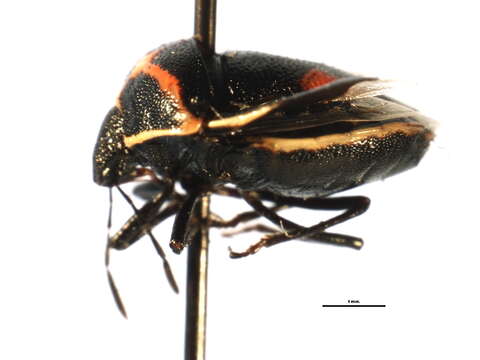 Image of Twice-stabbed Stink Bug