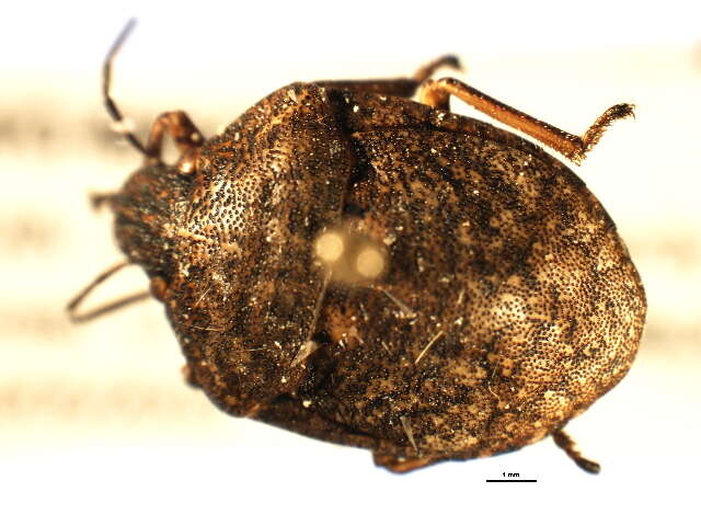 Image of Shieldbacked Pine Seed Bug