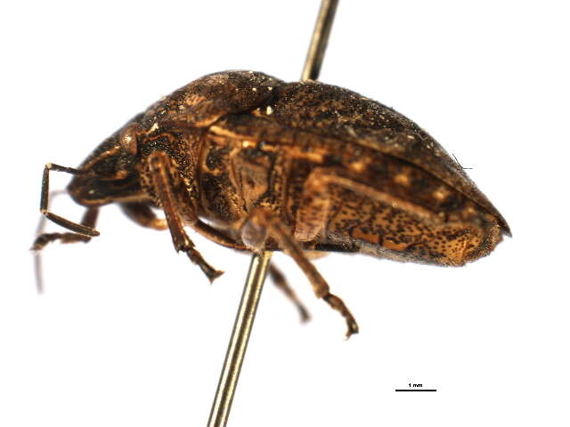 Image of Shieldbacked Pine Seed Bug