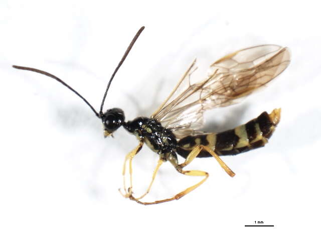 Image of Wheat Stem Sawfly