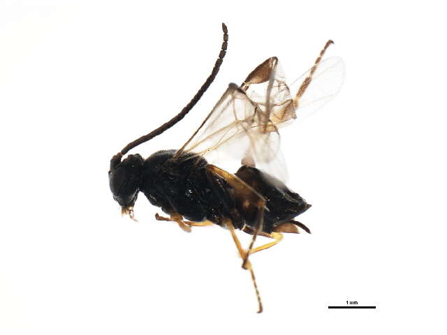 Image of Microplitis plutellae Muesebeck 1922