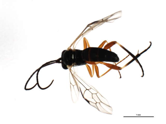 Image of Ichneumon wasp