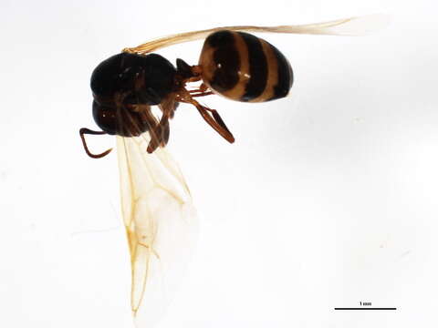 Plancia ëd Camponotus