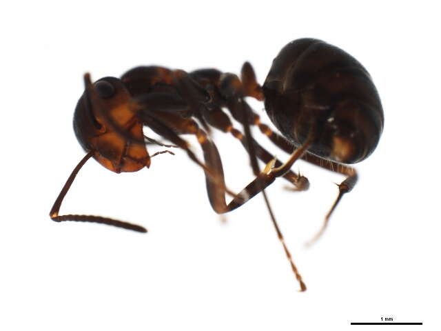 Image of Thatching ant