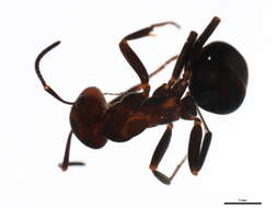 Image of Thatching ant