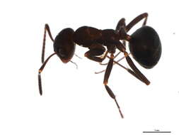 Image of Thatching ant