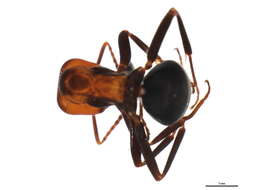 Image of Thatching ant