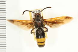 Image de Scoliidae