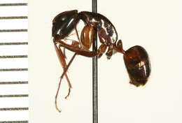 Plancia ëd Camponotus americanus Mayr 1862