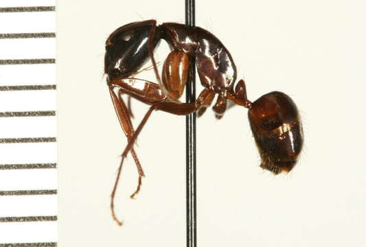 Plancia ëd Camponotus americanus Mayr 1862