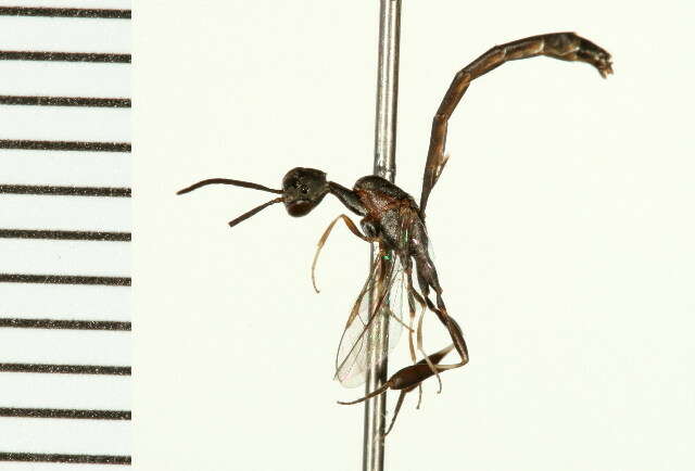 Image of carrot wasps