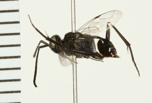 Image of ensign wasps