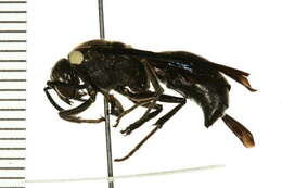 Image of Four-toothed Mason Wasp