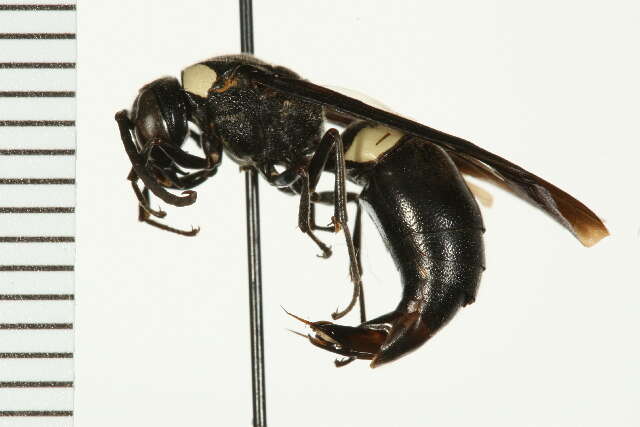 Image of Four-toothed Mason Wasp