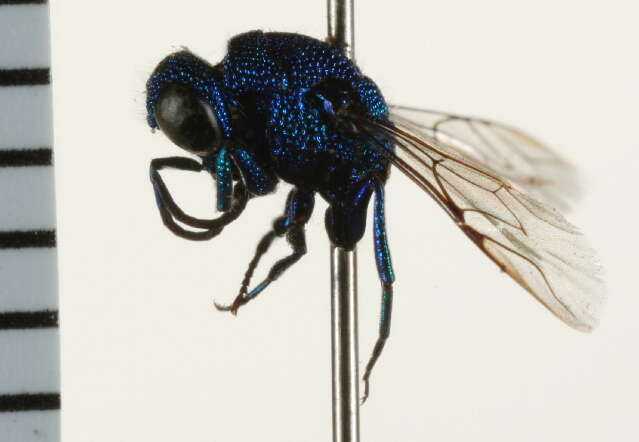 Image of Chrysidoidea